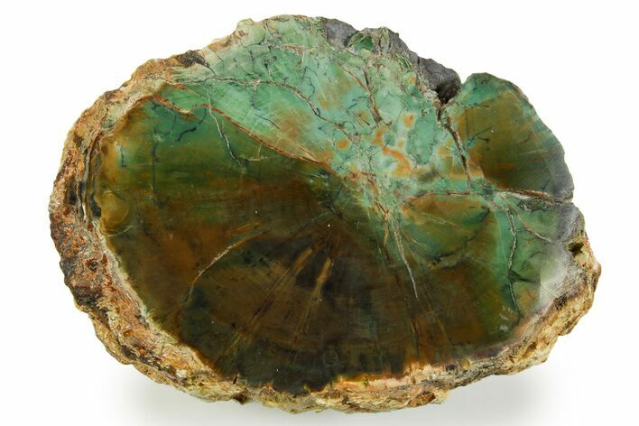 Green Chromium Petrified Wood (Woodworthia) End-Cut - Zimbabwe #379391